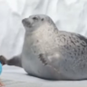 Meet your Posher, Cali